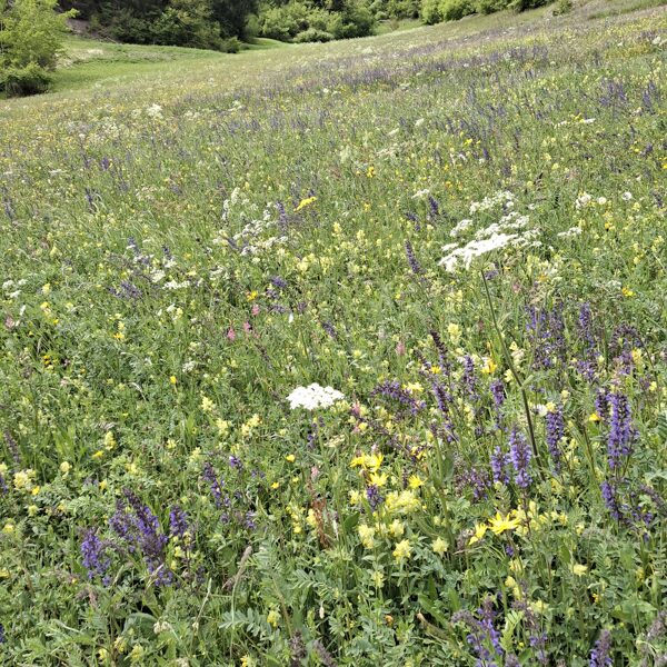 Sembrancher-Orsières 08.05