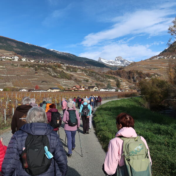 Brisolée Châteauneuf-Vétroz 06.11
